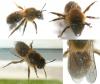 Colletes cunicularius